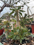 Dorstenia horwoodii | Dwarf Caudex Plant | 2" Pots Seed Grown