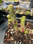 Echinopsis chamaecereus cv Rose Quartz | Peanut Cactus | LARGE