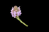Piloblephis rigida Florida Pennyroyal | Florida Native Ground Cover Pollinator