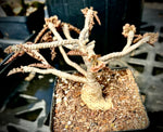 Euphorbia ambovombensis | Dwarf Madagascar Caudiciform | Specimen 1