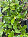 All Remaining Hoya carnosa & pubicalyx | Exact Tray Shown