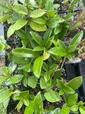 All Remaining Hoya carnosa & pubicalyx | Exact Tray Shown