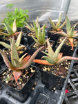 Aloe Hybrids ~ All Remaining Inventory | Many Plants ~ Great Deal ~ Wholesale Bulk