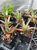 Aloe Hybrids ~ All Remaining Inventory | Many Plants ~ Great Deal ~ Wholesale Bulk