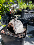 Dioscorea elephantipes Specimen Size | Turtle Plants | Exact Plant