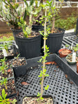 Bursera silvae 5” Pots