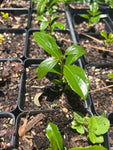 Florida Fiddlewood | Citharexylon spinosum | Florida Native Tree