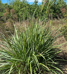 Fakahatchee Grass | Florida Native Grass | Tripsacum floridanum