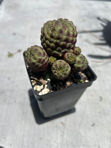Sulcorebutia rauschii Grafted on San Pedro