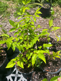 Zanthoxylum clava-herculis | Hercules Club | Drought Tolerant | Florida Native Tree