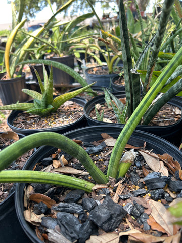 Sansevieria cylindrica variegated |  Stock Breeder Plant