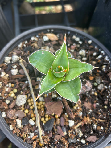 Sansevieria No ID Plant 2 | Juvenile Form | Lavranii Type