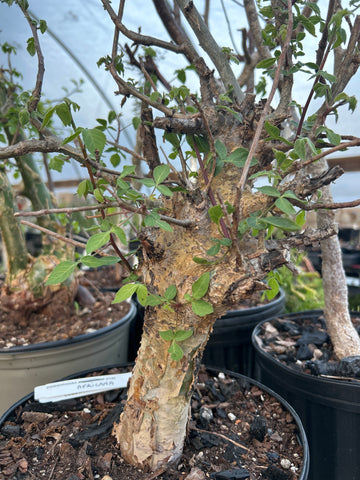 Commiphora africana Shrub Form | Myrrh Bonsai Tree