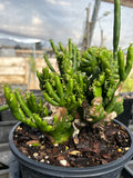 Euphorbia alluaudii Crested Form | Exact Plant Shown