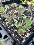 Monadenium ritchiei Euphorbia Dwarf Succulent