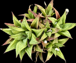 Gasterworthia hybrid | Ox Tongue Succulent