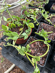 Ceropegia saundersii  Parachute Plant Trailing Milkweed Vine