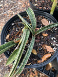 Sansevieria Modern Stripe Indonesia | Exact Plant
