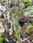Commiphora humbertii | Exact Stock Plant 3 Gallon