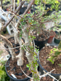 Commiphora humbertii | Exact Stock Plant 3 Gallon