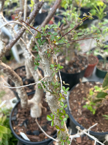 Commiphora humbertii | Exact Stock Plant 3 Gallon