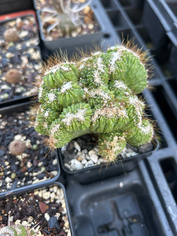 Cereus peruvianus super monstrose Dwarf Fairy Castle Type