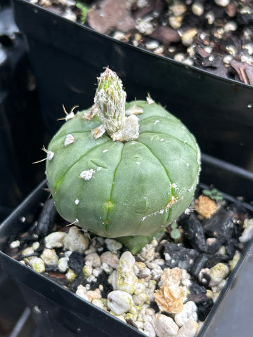 Astrophytum asterias f nudum | GRAFTED | Star Cactus
