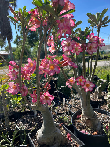 Adenium obesum Bonsai Specimen 2 Big Pink Flowers 16" bowls