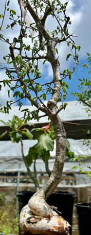 Commiphora sp Gof Choba | Kenya Species | Exact Large Specimen
