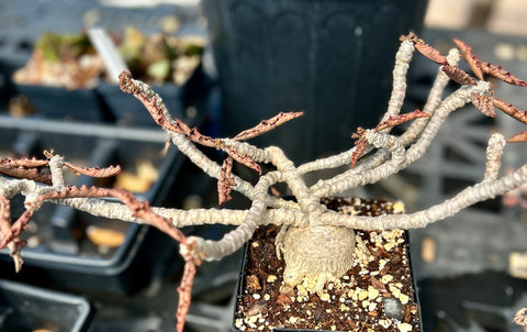 Euphorbia ambovombensis | Dwarf Madagascar Caudiciform | Specimen 2