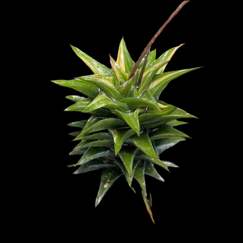 Haworthia (Haworthiopsis) tortuosa variegated 4" Yellow Variegation Rare