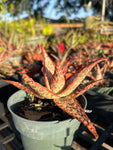 Aloe hybrid Budget Version of TCT Hybrids Specimen 9