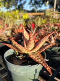Aloe hybrid Budget Version of TCT Hybrids Specimen 9