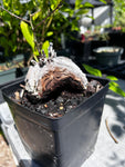 Dioscorea elephantipes Specimen Size | Turtle Plants | Exact Plant