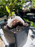 Dioscorea elephantipes Specimen Size | Turtle Plants | Exact Plant