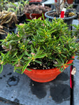 Euphorbia croizatii x tuberifera Crested | Specimen Size