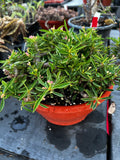 Euphorbia croizatii x tuberifera Crested | Specimen Size