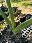 Sansevieria ehrenbergii | Specimen Size ~ Enormous
