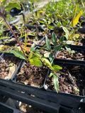 Carolina jesamine | Gelsemium sempervirens | Florida Native Flowering Vine