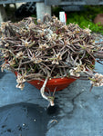 Euphorbia cylindrifolia ssp cylindrifolia  Specimen