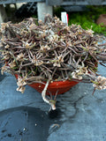Euphorbia cylindrifolia ssp cylindrifolia  Specimen