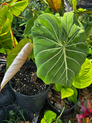 Philodendron gloriosum | GIANT Specimens
