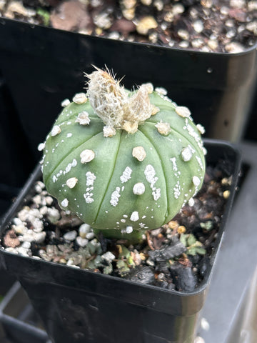 Astrophytum asterias | GRAFTED | Star Cactus