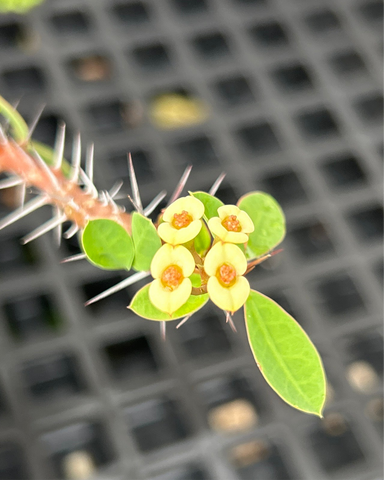 Euphorbia Madagascar Hybrid Exact Plant