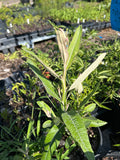 Florida Blackroot | Pterocaulon pychnostachyum | Florida Native Wildflower