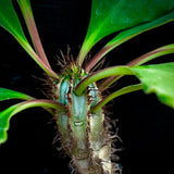 Euphorbia iharanae 4” Pots Madagascar Succulent