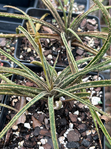 Aloe perrieri Madagascar Aloe