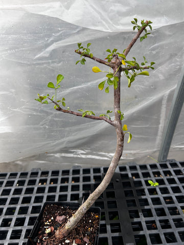 Commiphora sp No ID Lost Tag | Plant 2 | Myrrh Tree
