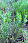 Pityopsis graminifolia | Silk Grass | Florida Native Scrub Wildflower