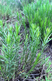 Pityopsis graminifolia | Silk Grass | Florida Native Scrub Wildflower